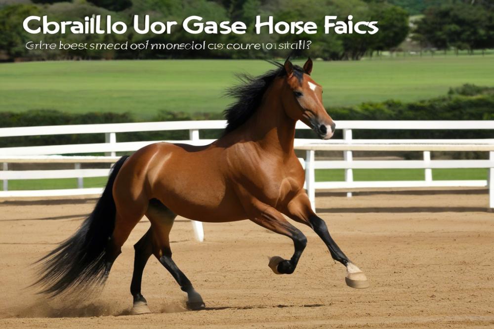 criollo-horse-facts