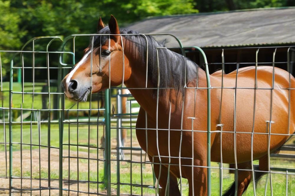 miniature-horse-care-guide