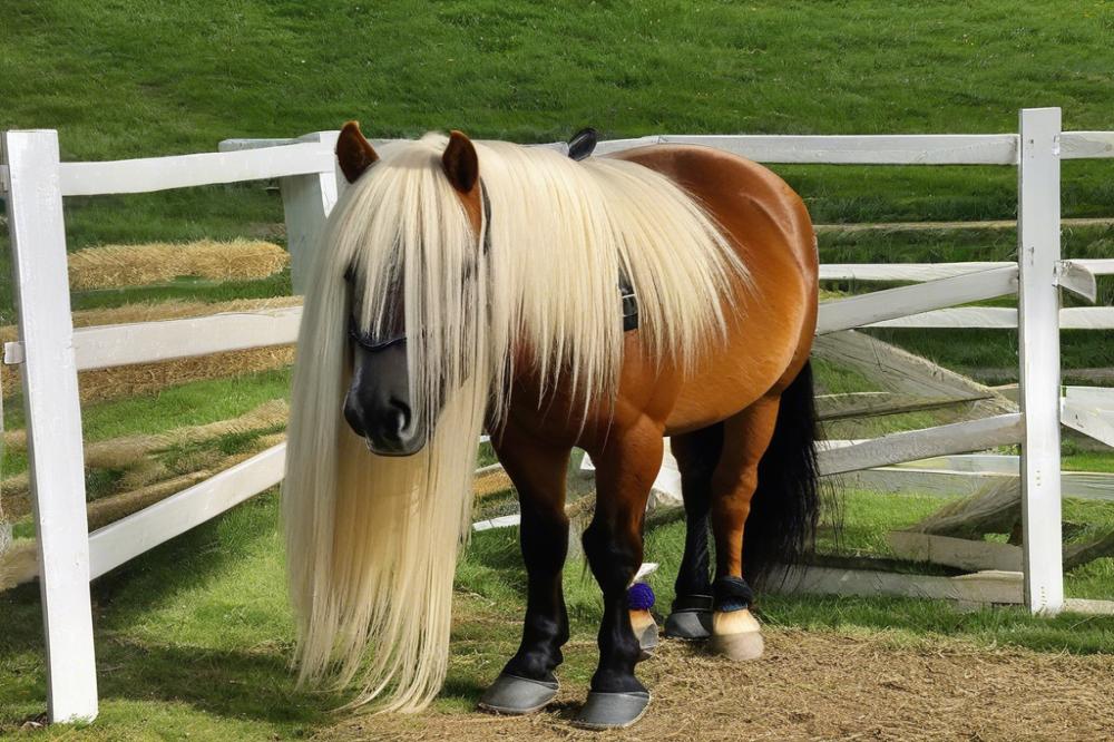 tack-and-saddles-for-shetland-ponies